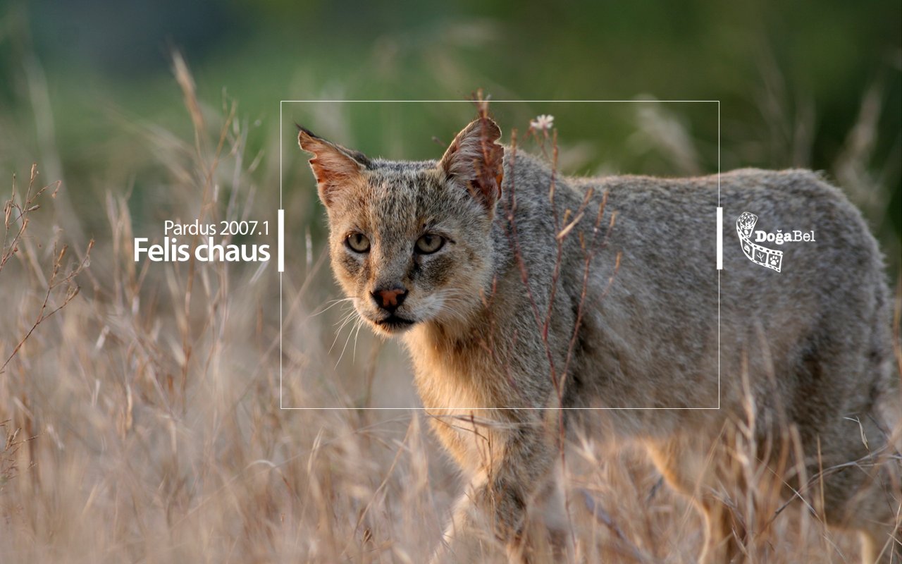 Debian Tabanlı Pardus’un Son Durumu – 2014
