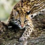 .NET Microservice Mimarisinde Ocelot Kullanarak API Gateway Yönetimi