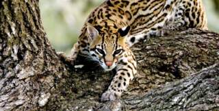 .NET Microservice Mimarisinde Ocelot Kullanarak API Gateway Yönetimi