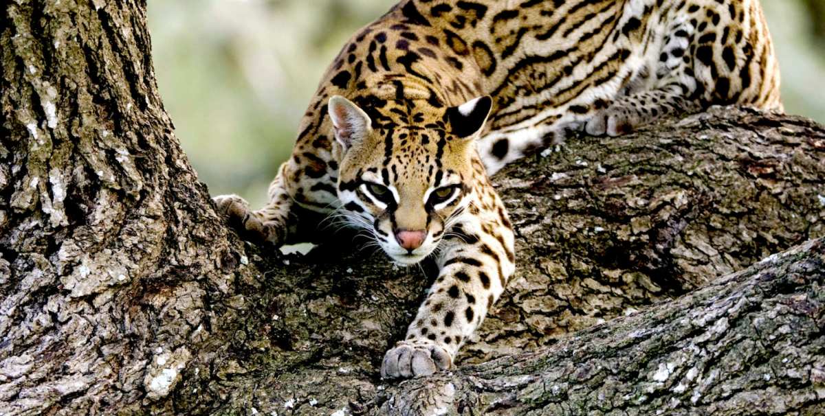 .NET Microservice Mimarisinde Ocelot Kullanarak API Gateway Yönetimi